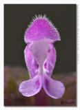 Lamium purpureum
