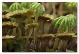 Marchantia polymorpha