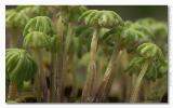 Marchantia polymorpha