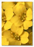 Alyssum saxatilis