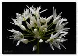 Allium ursinum