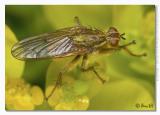 Dungfly