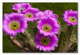 Echinocereus pentalophus