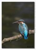 Alcedo atthis