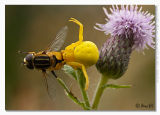 Misumena vatia