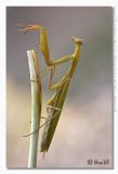 Mantis religiosa