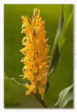 Hedychium densiflorum