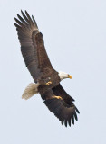 Mated male approaching nest with clenched talons