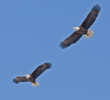 Nesting pair soaring together