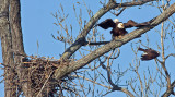 Female defending the nest from Osprey attack