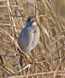 Seaside Sparrow