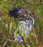 Black-crowned Night-heron at Sparrow Pond