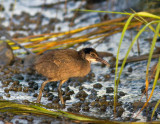 Clapper Rail, juvenile