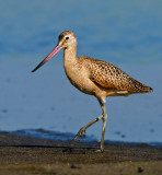 Marbled Godwit