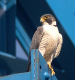 Peregrine Falcons nesting at Woodrow Wilson Bridge, Washington, DC, 2006