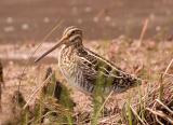 Wilsons Snipe, Huntley Meadows