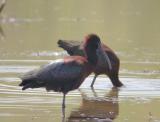 Glossy Ibis