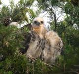 Young in nest, mid-morning