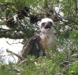 Smaller chick still crying at 2:40 PM, having received no food