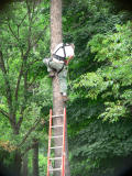 Climbing the tree to reach nest at about 50 feet