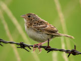 Grasshopper Sparrow