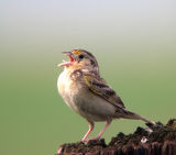 Grasshopper Sparrow