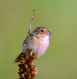Grasshopper Sparrow