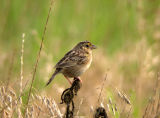 Grasshopper Sparrow