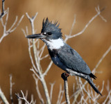 Bellted Kingfisher