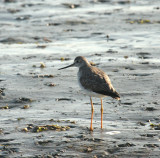 Greater Yellowlegs