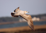 Herring Gull