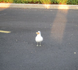 Seagull