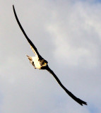 Peregrine Falcon