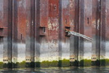 Shipyards Drydock Water Level - Sept 29, 2012 @ 1530