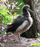 Baby Albatross