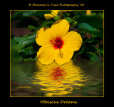 Hibiscus Reflections