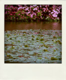 May 18 2009:<br> The Lily Pond