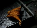 January 16 2006: <br> Forgotten Leaf