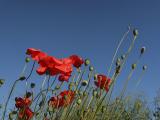 June 24 2006: <br> Poppies on a Balmy Day	
