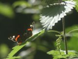July  9 2006:  <br> The Elusive Butterfly