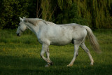 May 21 2008: <br> Equine