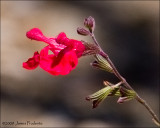 Lipstick Salvia