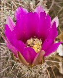 Strawberry Hedgehog Cactus