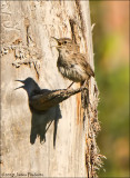 House Wren