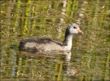 American Coot