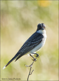 Eastern Kingbird