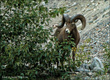 Rocky Mountain Big Horn Sheep