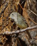 Gray Flycatcher