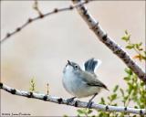 Black-tailed Gnatcatcher