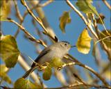 Blue-gray Gnatcatcher